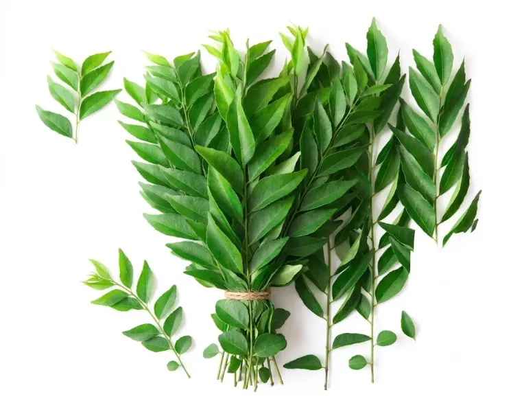 करी पत्ता | Curry Leaves | 200 Gm