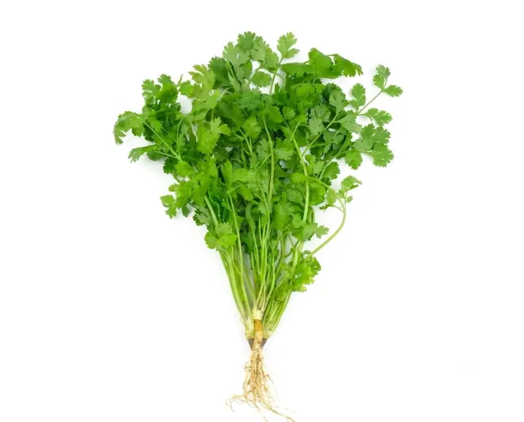 हरा धनिया पत्ती | Green Coriander Leaves | 100 Gm