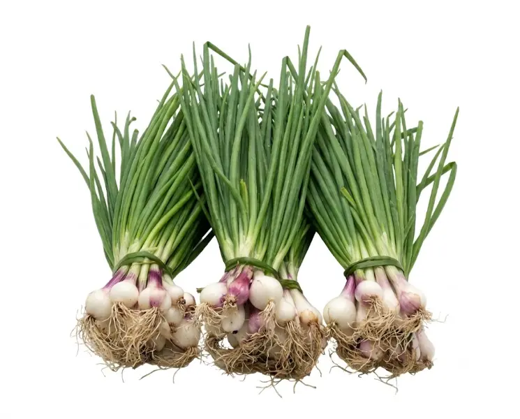 हरी प्याज | Spring Onion | 500 Gm